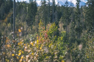 renkli ağaç yemyeşil desen ormanda şube ve güneş ışığı ile kırsal - vintage eski film bakmak erken sonbahar doğada yaprak