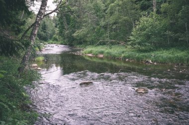 Yaz aylarında nehir derin orman kayalık akış. Letonya Cesis yakınındaki nehirde Amata