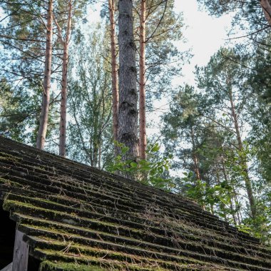 mavi gökyüzü karşı büyük ağaçların düşük açılı görünüş