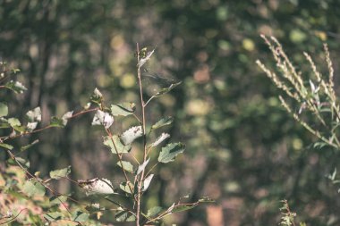 renkli ağaç yemyeşil desen ormanda şube ve güneş ışığı ile kırsal - vintage eski film bakmak erken sonbahar doğada yaprak