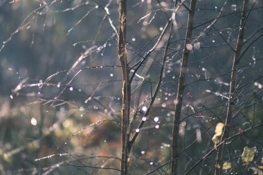 geç sonbaharda ayrıntılarda orman ağaç gövdeleri, renkli yaprakları ve güneşli sonbahar günü boş şubeleri ile kırsal. Sarı yapraklar - vintage eski film bakmak kaplı zemin