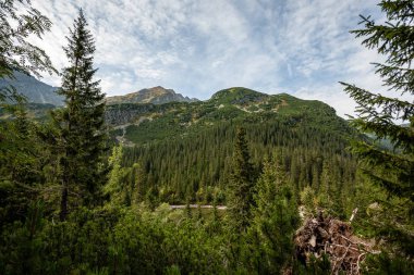 ormanlar ve ağaçlar erken sonbaharda kaplı bulutlu Slovakça Western Karpat Tatra dağ manzarası