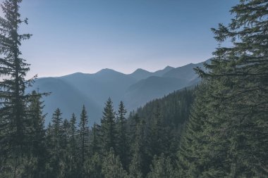 Slovakça Tatra Dağları'nda güzel misty gündoğumu karanlık ormanın içinde siste hafif şeritli