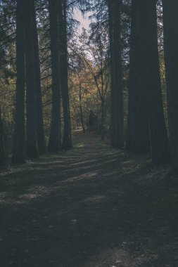 Park sarı yapraklar arasında ağaç gövdeleri içinde sonbahar boş ülkede yol kapalı. sonbahar renkleri - vintage eski film bakmak