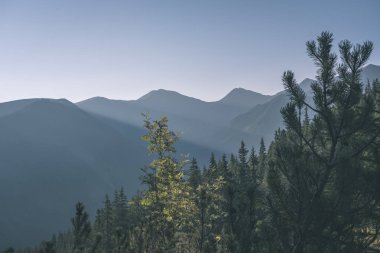 Slovakça Tatra Dağları'nda güzel misty gündoğumu karanlık ormanın içinde siste hafif şeritli