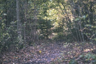 geç sonbaharda ayrıntılarda orman ağaç gövdeleri, renkli yaprakları ve güneşli sonbahar günü boş şubeleri ile kırsal. Sarı yapraklar - vintage eski film bakmak kaplı zemin