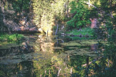 Güzel sakin Gauja Nehri ile su ağaçlarda Cesis, Letonya yakınındaki ormanda yansımalar yaz gün