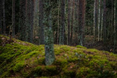 Ladin ve çam ağaçları ve yeşil bitki örtüsü ile karanlık sonbahar orman