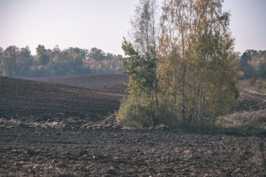 parlak gün ışığı tarafında - vintage eski film bakmak renkli ağaçlar ile geç sonbaharda boş taze ekili tarım alanında