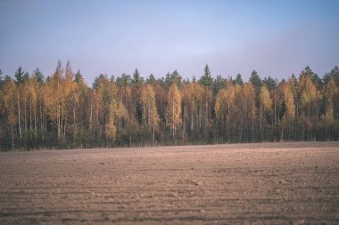 parlak sarı renkli huş ağacı yaprakları ve sonbaharda şubeleri. vintage eski film doğal dokulu arka plan - bak