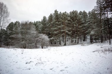 Kışın kar yüksek düzeyde ile geç gün batımından önce akşam, vahşi orman