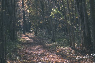 Bazı renkli yaprakları ve parlak gökyüzü - vintage eski film bakmak ile geç sonbaharda ormanda doğal turistik iz