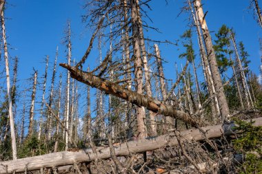 mavi gökyüzü karşı büyük ağaçların düşük açılı görünüş