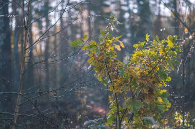 renkli ağaç yemyeşil desen ormanda şube ve güneş ışığı ile kırsal - vintage eski film bakmak erken sonbahar doğada yaprak