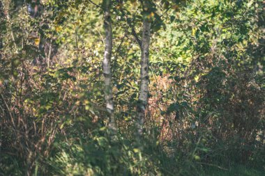 renkli ağaç yemyeşil desen ormanda şube ve güneş ışığı ile kırsal - vintage eski film bakmak erken sonbahar doğada yaprak