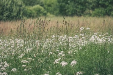 mavi ve beyaz çiçekler ve bitkiler ile yeşil çayır yaz çiçek desen. Doğa - vintage eski film bakmak dokulu arka plan detayları