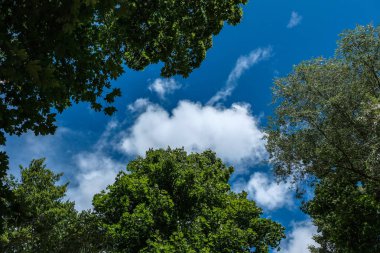mavi gökyüzü karşı büyük ağaçların düşük açılı görünüş