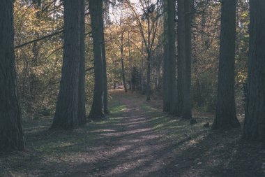 Park sarı yapraklar arasında ağaç gövdeleri içinde sonbahar boş ülkede yol kapalı. sonbahar renkleri - vintage eski film bakmak