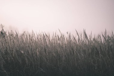 beautiful grass bents in autumn mist at countryside with shallow depth of field. foggy background - vintage old film look clipart