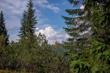 ormandaki yeşil yeşillik ile güzel ağaçlar