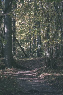 Park sarı yapraklar arasında ağaç gövdeleri içinde sonbahar boş ülkede yol kapalı. sonbahar renkleri - vintage eski film bakmak