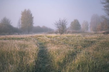 duyu veya siste çayır - vintage eski film bakmak renkli sonbaharda gizleme zihin estetik yalnız sonbahar ağaçlar hoş