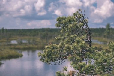 su havuzları ve küçük çam ağaçları parlak günde, güzel bataklık yatay