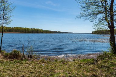 göl kıyısı ile yeşil yaz ayrı ağaçlarda