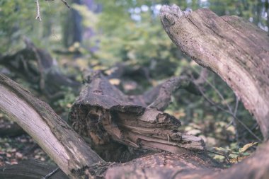 kuru odun. ağaç gövde stomp düşmüş kırık ağacın yaş çizgili desen Soyut doku dokulu. ahşap sanat doğal ortamda - vintage eski film bakmak