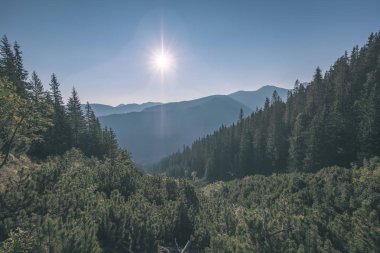 Slovakça Tatra Dağları'nda güzel misty gündoğumu karanlık ormanın içinde siste hafif şeritli