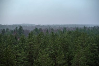 Sonbaharın puslu çam ağacı ormanın havadan görünümü