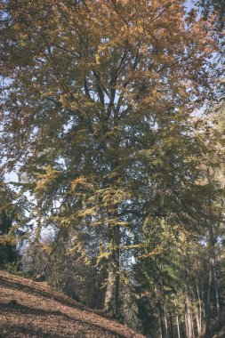 parlak sarı renkli huş ağacı yaprakları ve sonbaharda şubeleri. vintage eski film doğal dokulu arka plan - bak