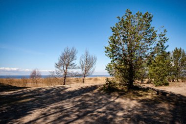 sahil şeridine Finlandiya'da birkaç çam ağaçları ve yaz aylarında sakin su
