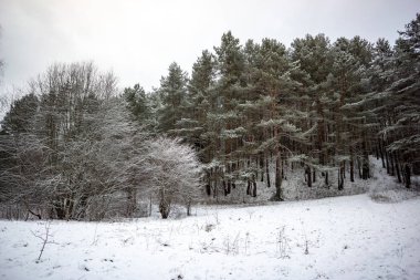 Kışın kar ile geç gün batımından önce akşam, vahşi orman