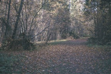 Park sarı yapraklar arasında ağaç gövdeleri içinde sonbahar boş ülkede yol kapalı. sonbahar renkleri - vintage eski film bakmak