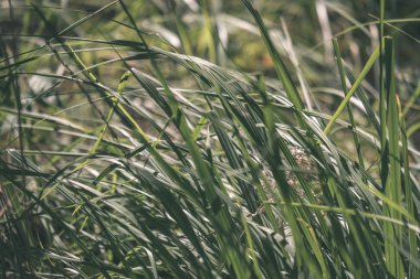 yeşil yaprakları ile erken sonbahar bulanıklık arka plan ve bazı renkli sonbahar yaprakları - vintage eski film bakmak