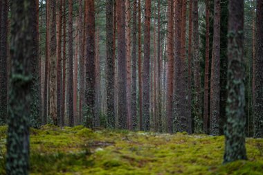 Ladin ve çam ağacı ve yeşil yaprakları ile karanlık sonbahar foorest. geç sonbahar günü