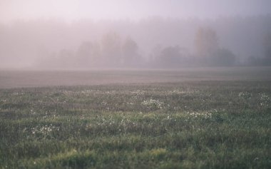 duyu veya siste çayır - vintage eski film bakmak renkli sonbaharda gizleme zihin estetik yalnız sonbahar ağaçlar hoş