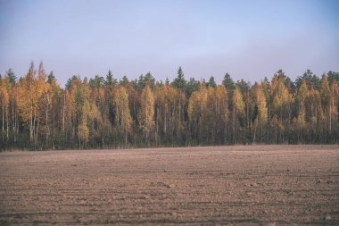 parlak sarı renkli huş ağacı yaprakları ve sonbaharda şubeleri. vintage eski film doğal dokulu arka plan - bak