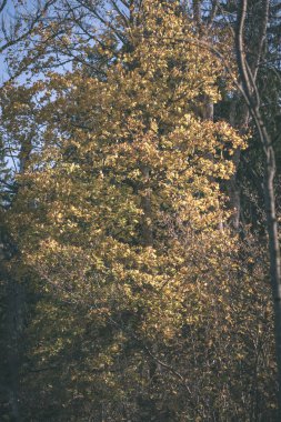 parlak sarı renkli huş ağacı yaprakları ve sonbaharda şubeleri. vintage eski film doğal dokulu arka plan - bak