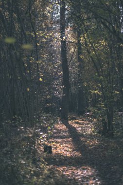 Bazı renkli yaprakları ve parlak gökyüzü - vintage eski film bakmak ile geç sonbaharda ormanda doğal turistik iz