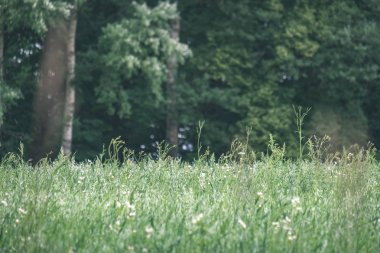yaz yeşil çayır çim ve çiçek soyut desenli. güneşli bir günde Letonya