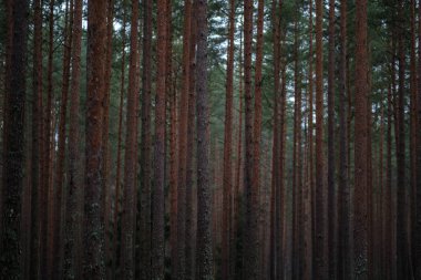 Ladin ve çam ağaçları ve yeşil bitki örtüsü ile karanlık sonbahar orman