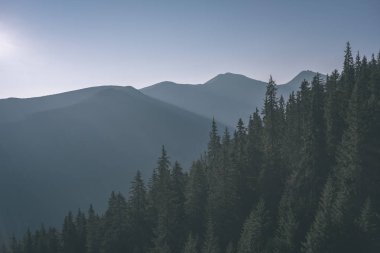 Slovakça Tatra Dağları'nda güzel misty gündoğumu karanlık ormanın içinde siste hafif şeritli
