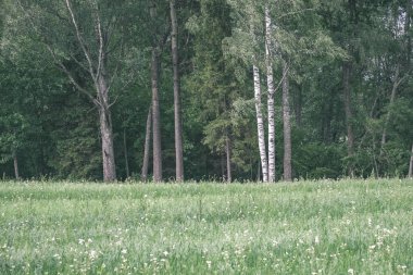 yaz yeşil çayır çim ve çiçek soyut desenli. güneşli bir günde Letonya