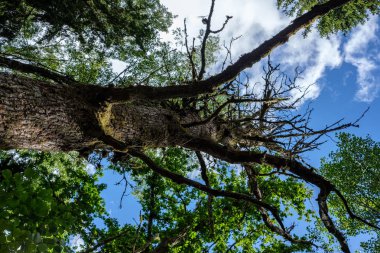 mavi gökyüzü karşı büyük ağaçların düşük açılı görünüş
