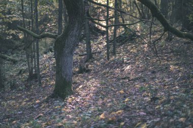 geç sonbaharda ayrıntılarda orman ağaç gövdeleri, renkli yaprakları ve güneşli sonbahar günü boş şubeleri ile kırsal. Sarı yapraklar - vintage eski film bakmak kaplı zemin