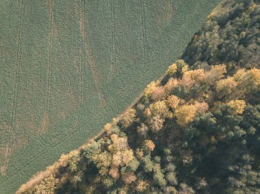 drone görüntü. hava alanları ve sarı renkli bulutlu sonbahar günü ormanlarda kırsal alan görünümünü ağaçlar gün düşer. Letonya - vintage eski film bakmak