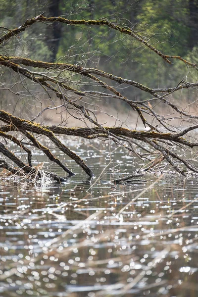 Tiro Close Lago Com Raízes Árvore — Fotografia de Stock