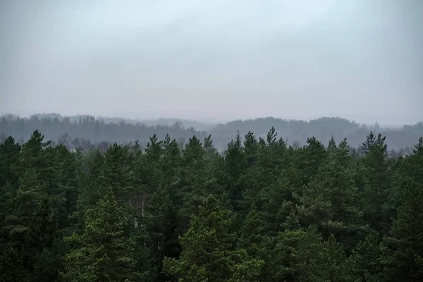 秋天雾蒙蒙的松树林鸟图 — 图库照片